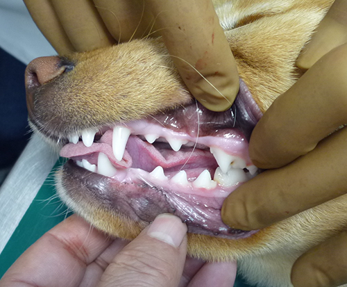 健康な犬の歯の写真