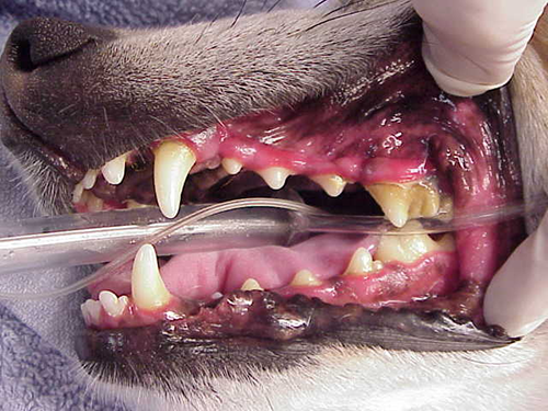 歯石が沈着した犬の歯の写真