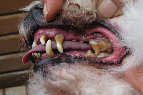 歯石が沈着した犬の写真