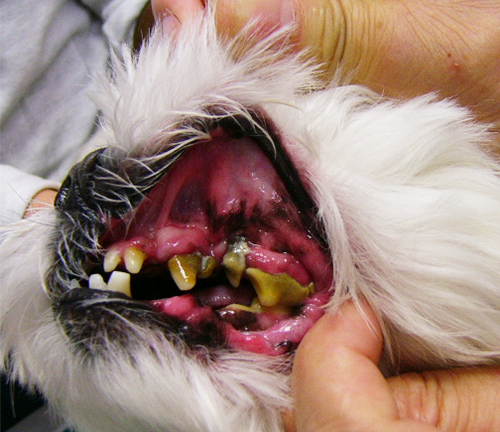 歯石の沈着と歯周囲炎の犬の写真