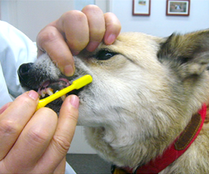 犬の歯みがきの方法