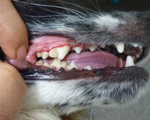 歯石除去処置後の犬の歯の写真