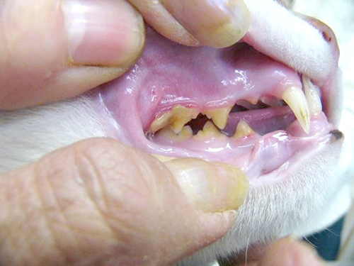 歯石が沈着した猫の歯の写真