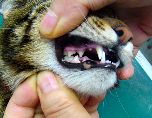 健康な猫の歯の写真
