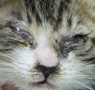 猫へルペスウイルス感染症にかかっている猫の写真