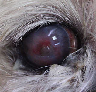 角膜潰瘍の猫の写真
