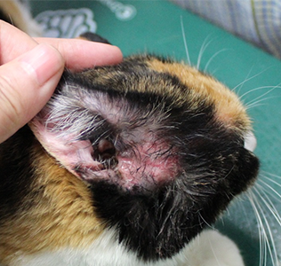 食事性アレルギの猫の皮膚病の写真