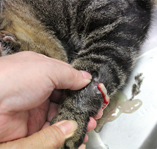 皮下膿瘍の猫の写真
