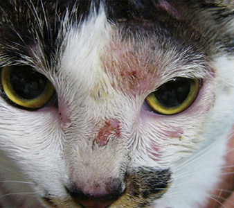 猫の皮膚真菌症