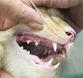 猫の歯肉炎の写真