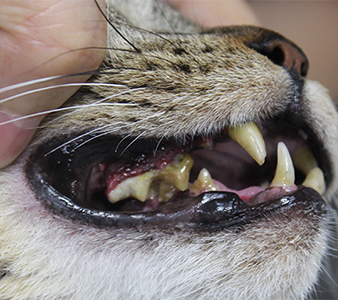 猫の歯石