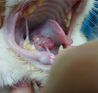角膜潰瘍の猫の写真