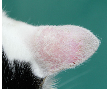 猫の皮膚真菌症の写真
